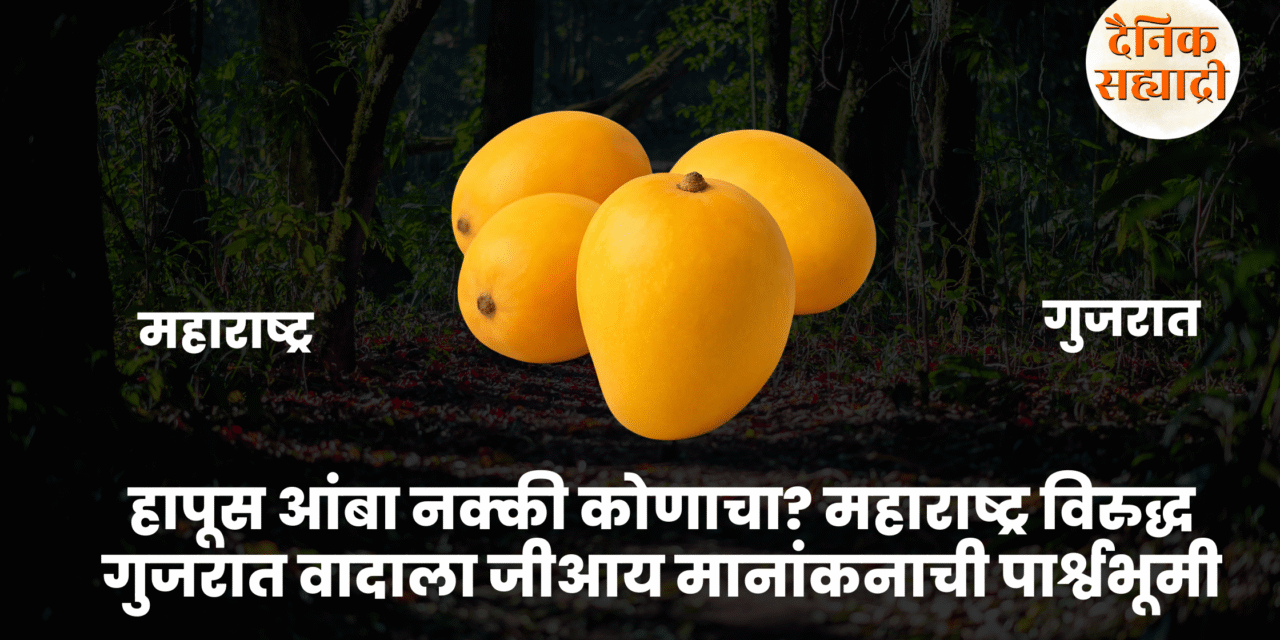 हापूस आंबा नक्की कोणाचा? महाराष्ट्र विरुद्ध गुजरात वादाला जीआय मानांकनाची पार्श्वभूमी