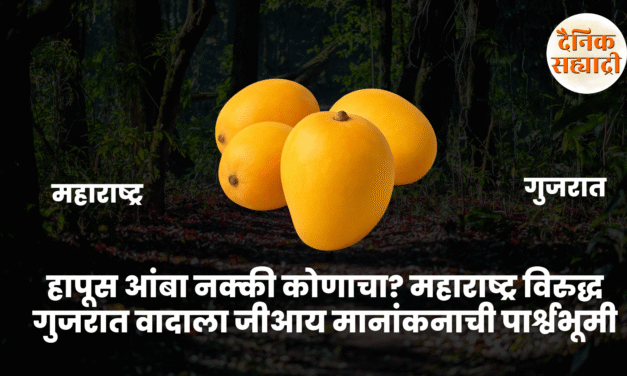 हापूस आंबा नक्की कोणाचा? महाराष्ट्र विरुद्ध गुजरात वादाला जीआय मानांकनाची पार्श्वभूमी